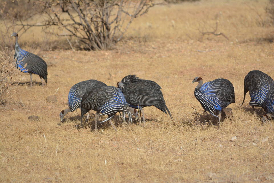 Coastal Kenya Birding Tour