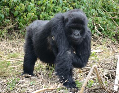 Rwanda Gorilla Trekking Tour