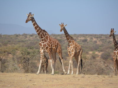 Kenya Wildlife Safari