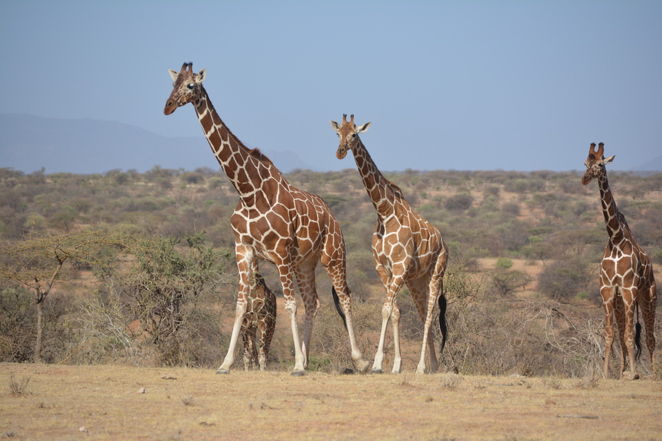 Kenya Wildlife Safari