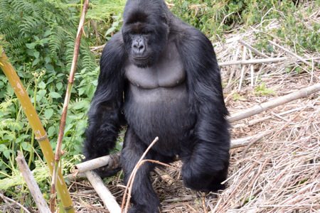 Rwanda Gorilla Trekking Tour