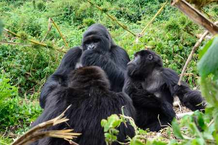 Rwanda Gorilla Trekking Tour