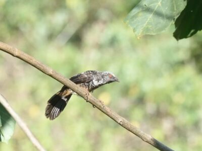 Central Kenya Endemics Birding Tour