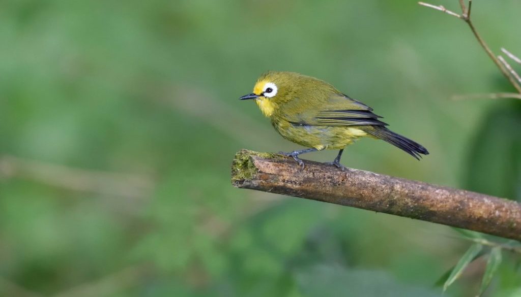 Kenya Endemics Birding Tour