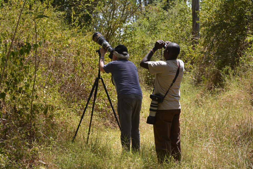 Five Days Customized Bird Photography Tour in Kenya: Nairobi-Mount Kenya-Samburu (28th January,2018)