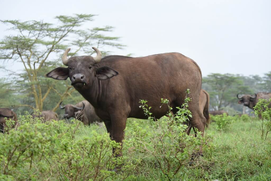 Arusha National Park Day Trip (31st August 2017)