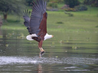 Kenya Birding Safari