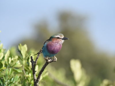 Kenya Birding Safari