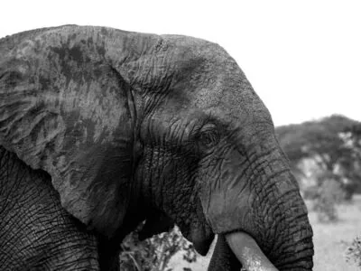 main Lake Manyara National Park Birding Day Tour