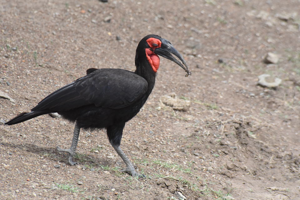 Tanzania Birding Safari