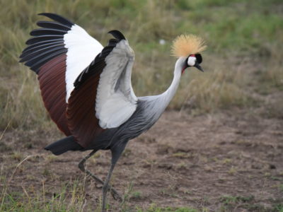 Kenya Birding Tour