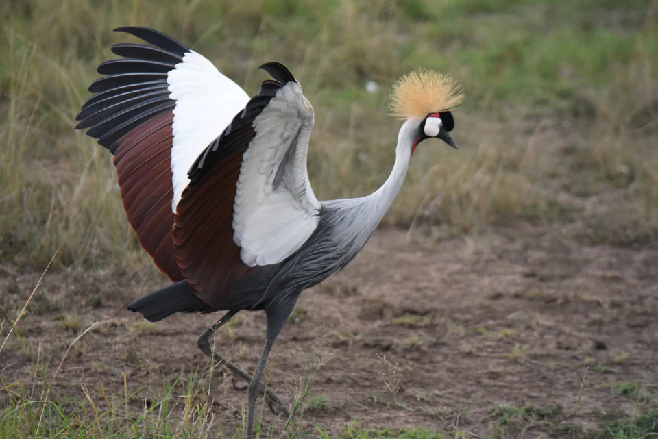 Kenya Birding Tour