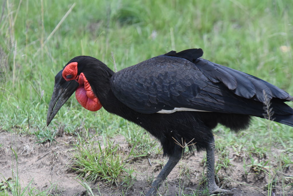 Kenya Women Birders