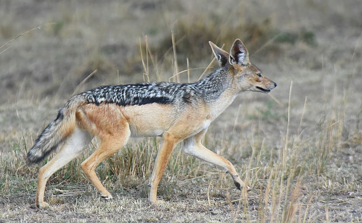 Best of Tanzania Wildlife Safari