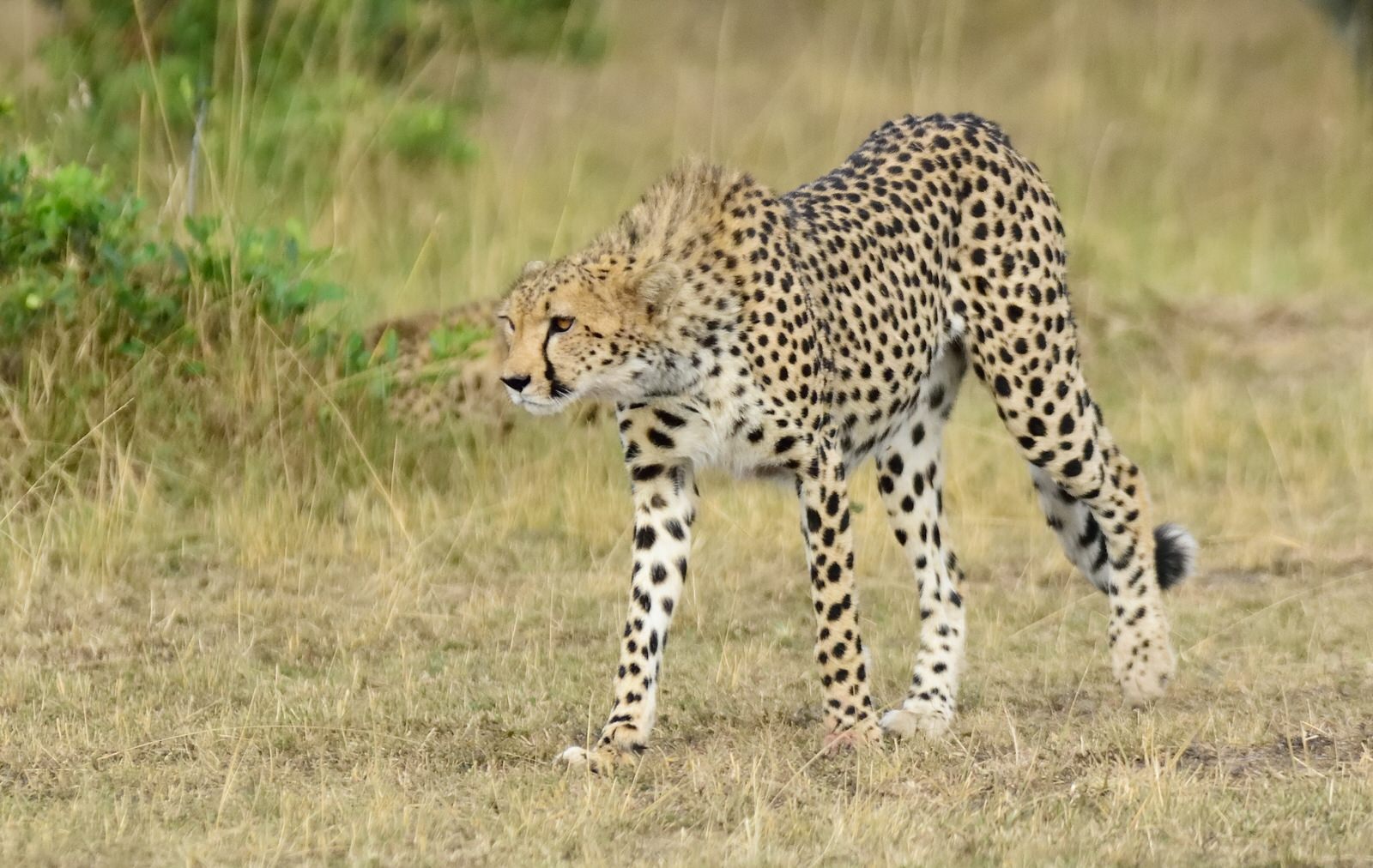 The Masai Mara Wildlife Safari The Masai Mara Wildlife Safari