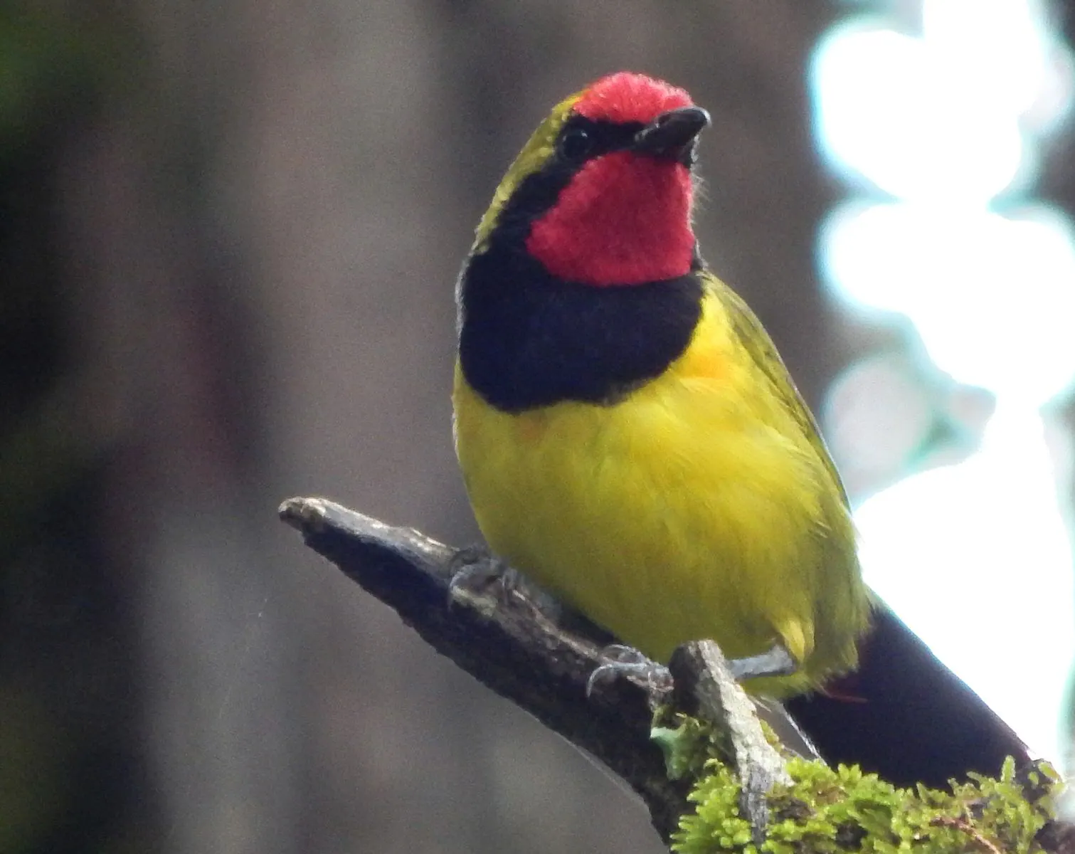 Kenya Birding Tour