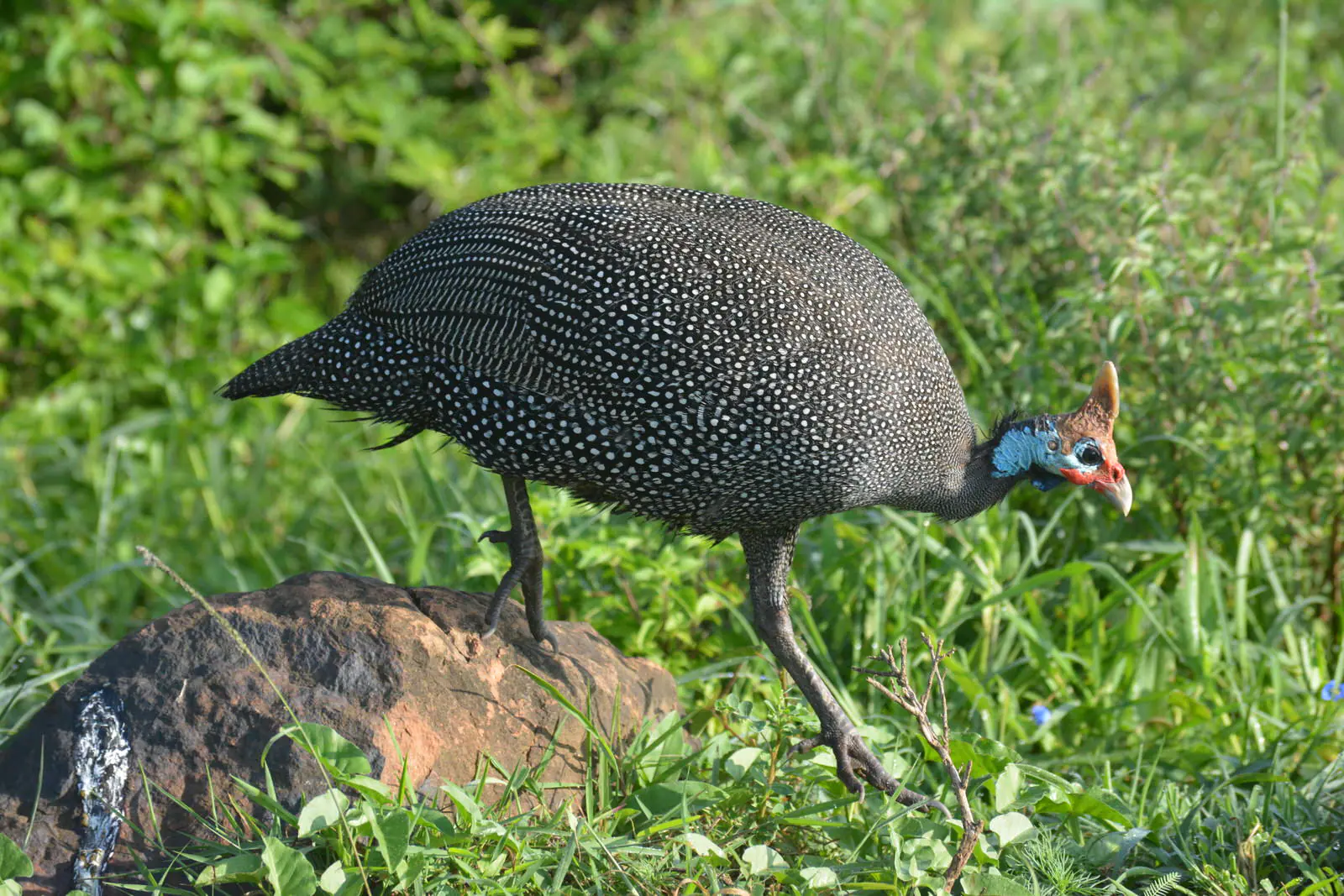 Kenya Birding Tour