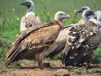 Tour dates: Daily Departures Available Group Size: Varying Group Sizes Tour Status: Spaces Available Tour Price: From 150 US Dollars per group Booking Deposit: Kindly inquire