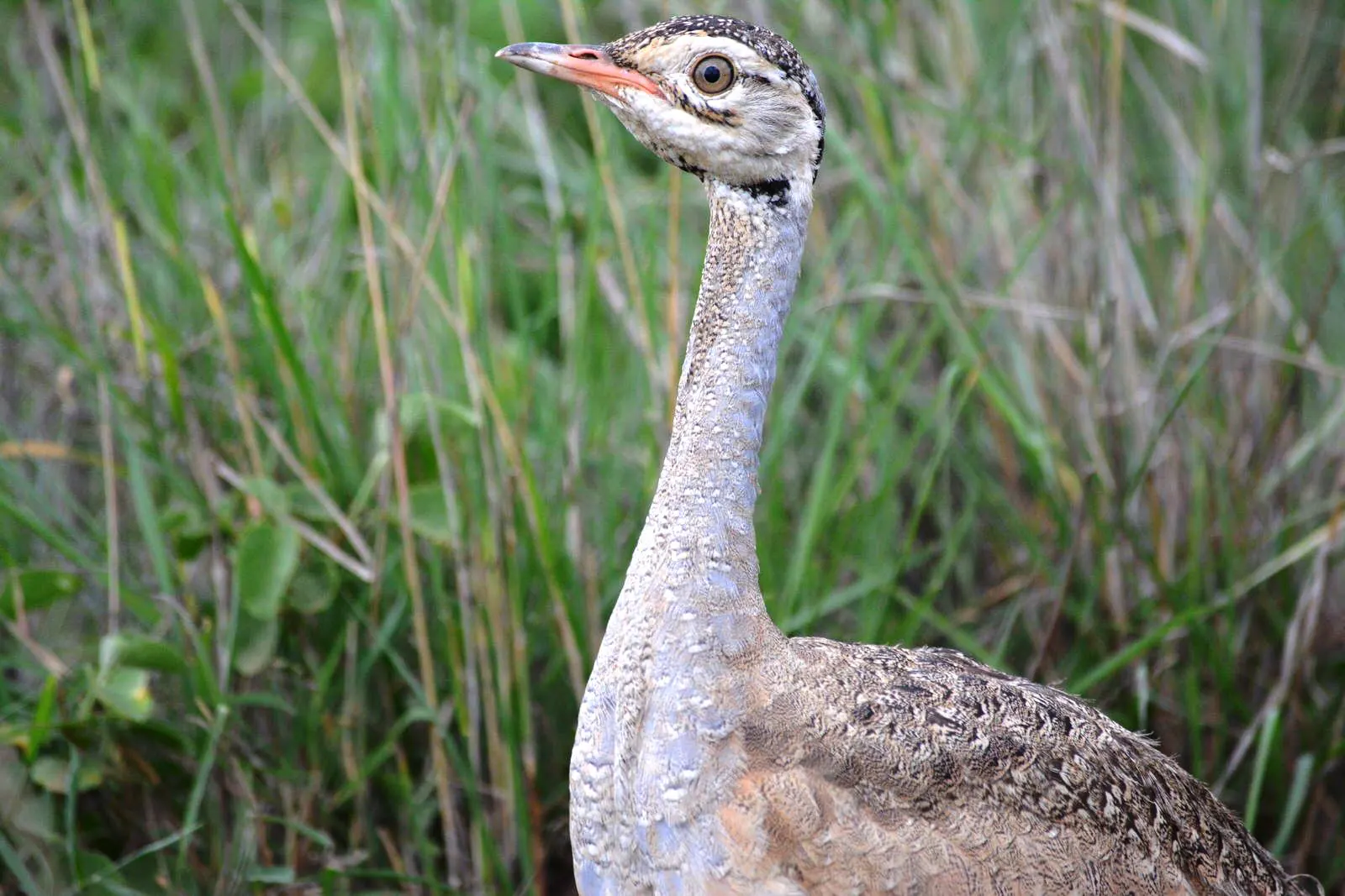 Kenya Birding Tour