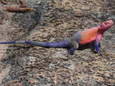 Birding and Nature Tours in Kenya