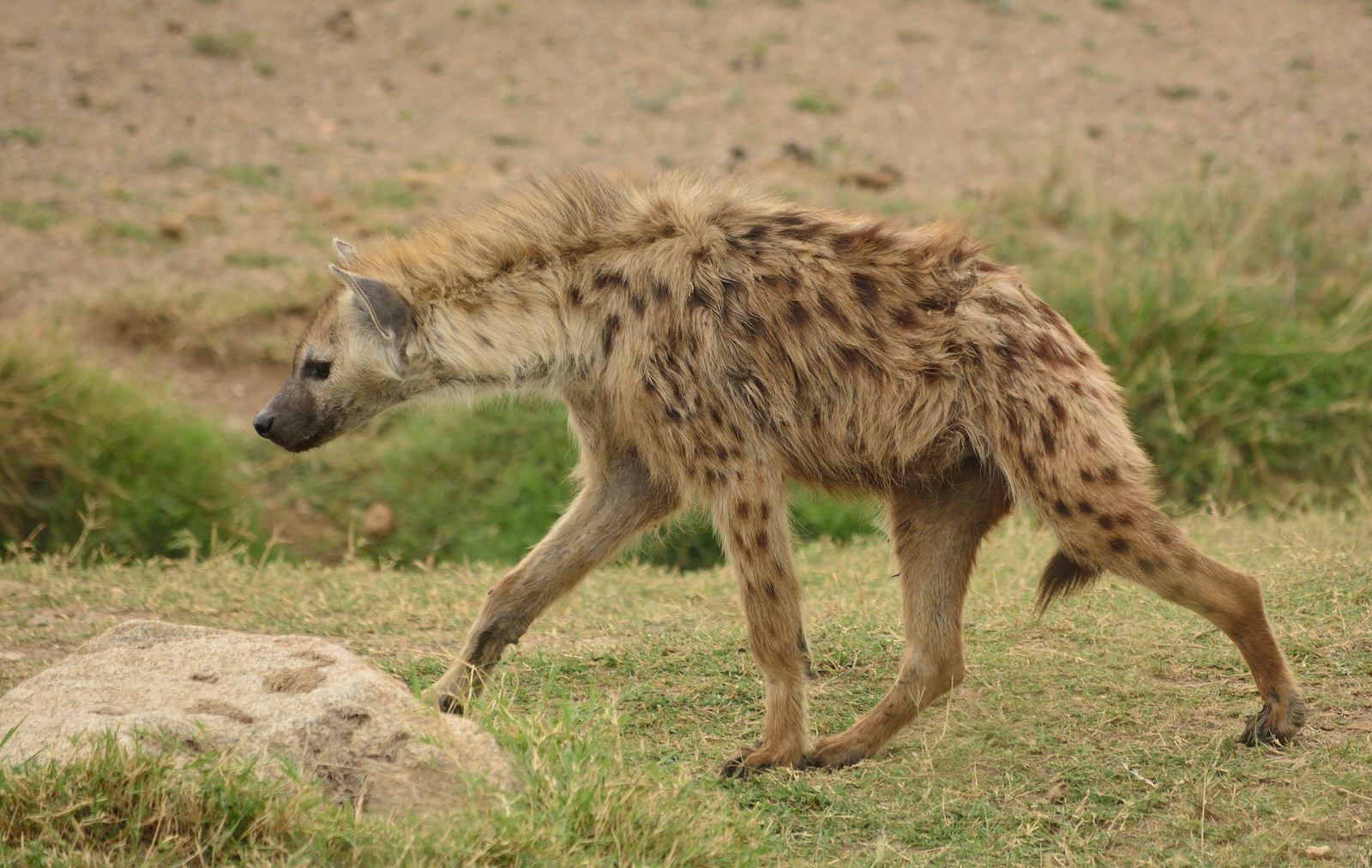 The Masai Mara Wildlife Safari The Masai Mara Wildlife Safari