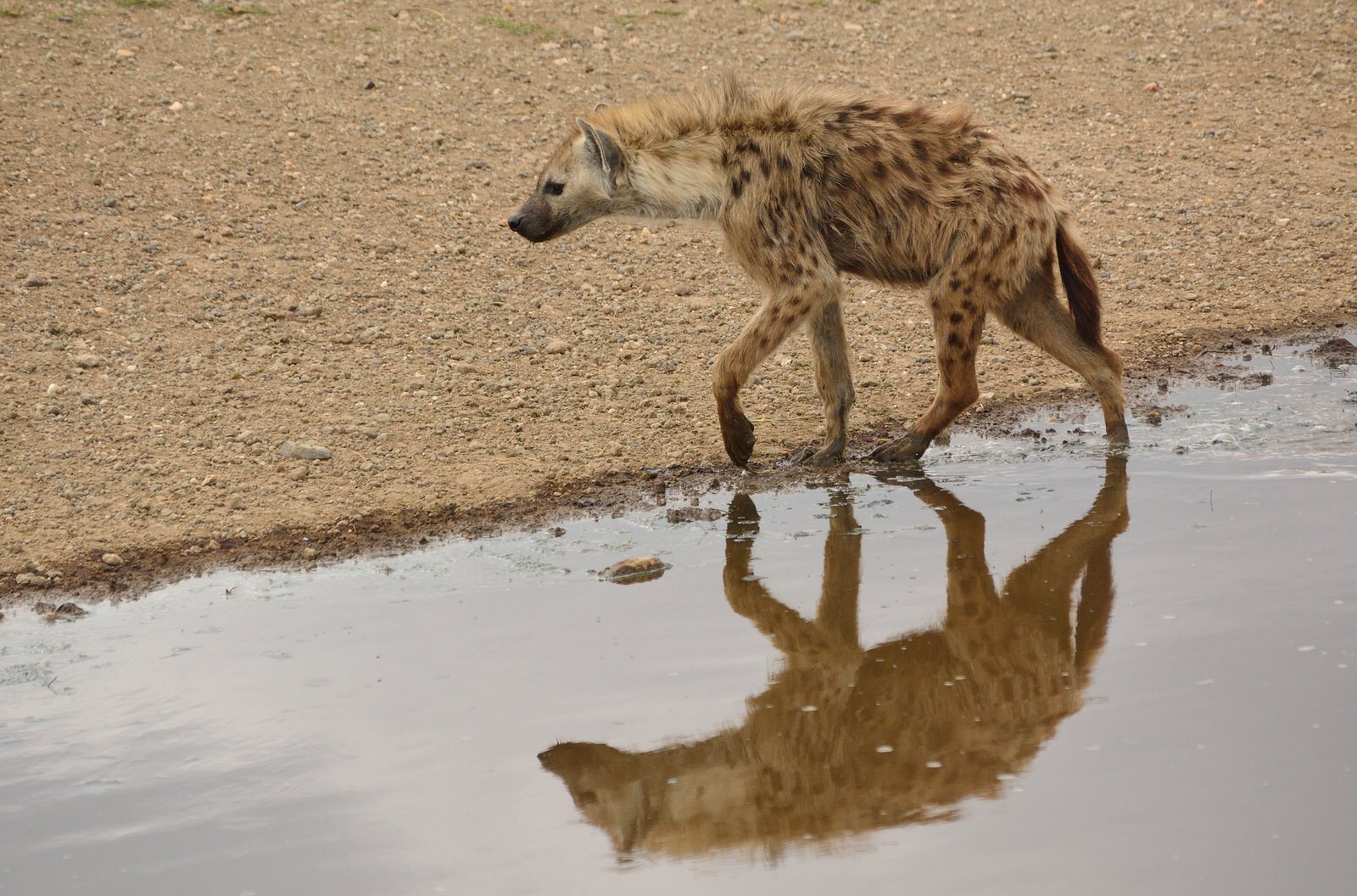 Tanzania Wildlife Tour