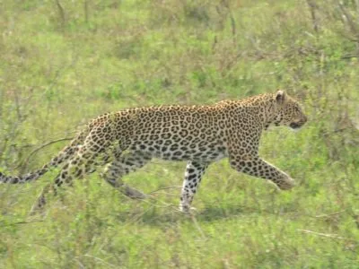 DSC_0464 Kenya Wildlife Safari