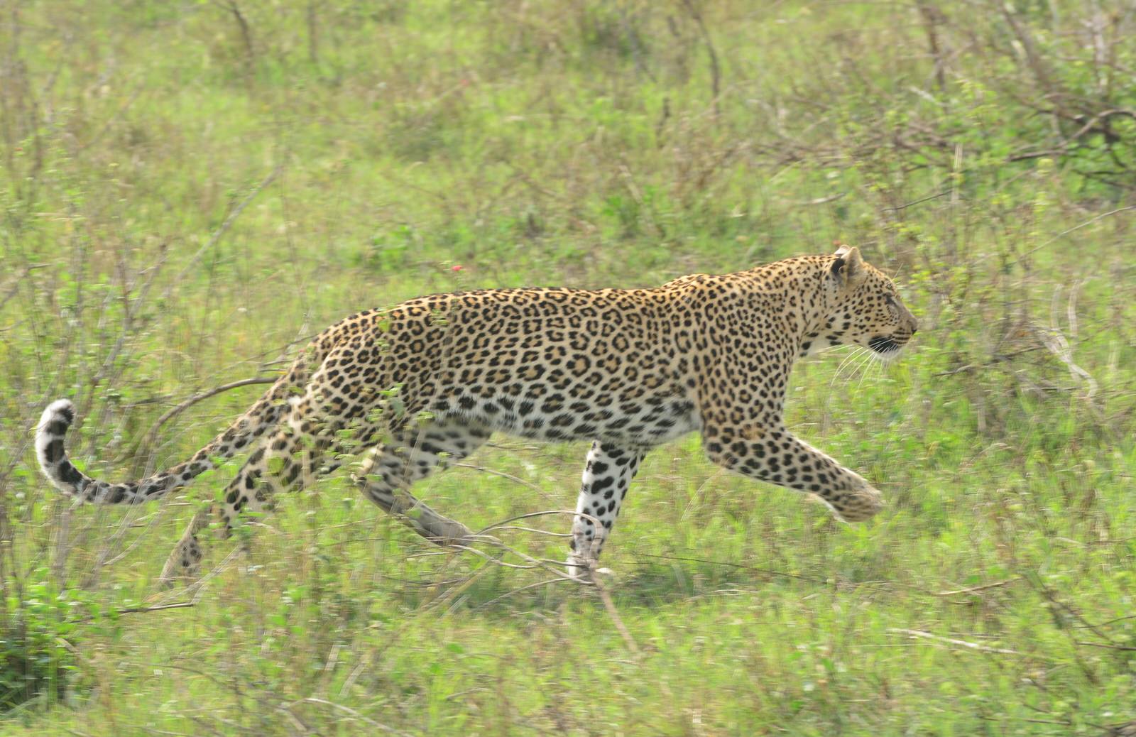 Serengeti Wildebeest Calving Season Photography Safari