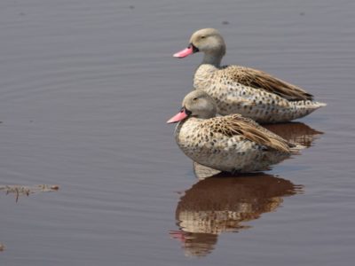 Western Kenya Birding Tour