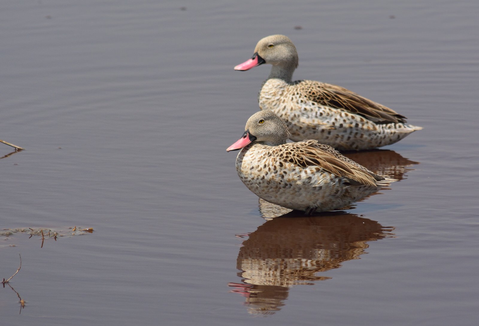 Western Kenya Birding Tour
