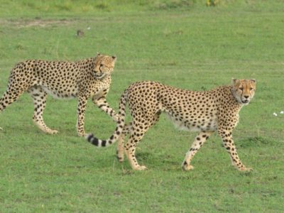 Kenya Wildlife Safari
