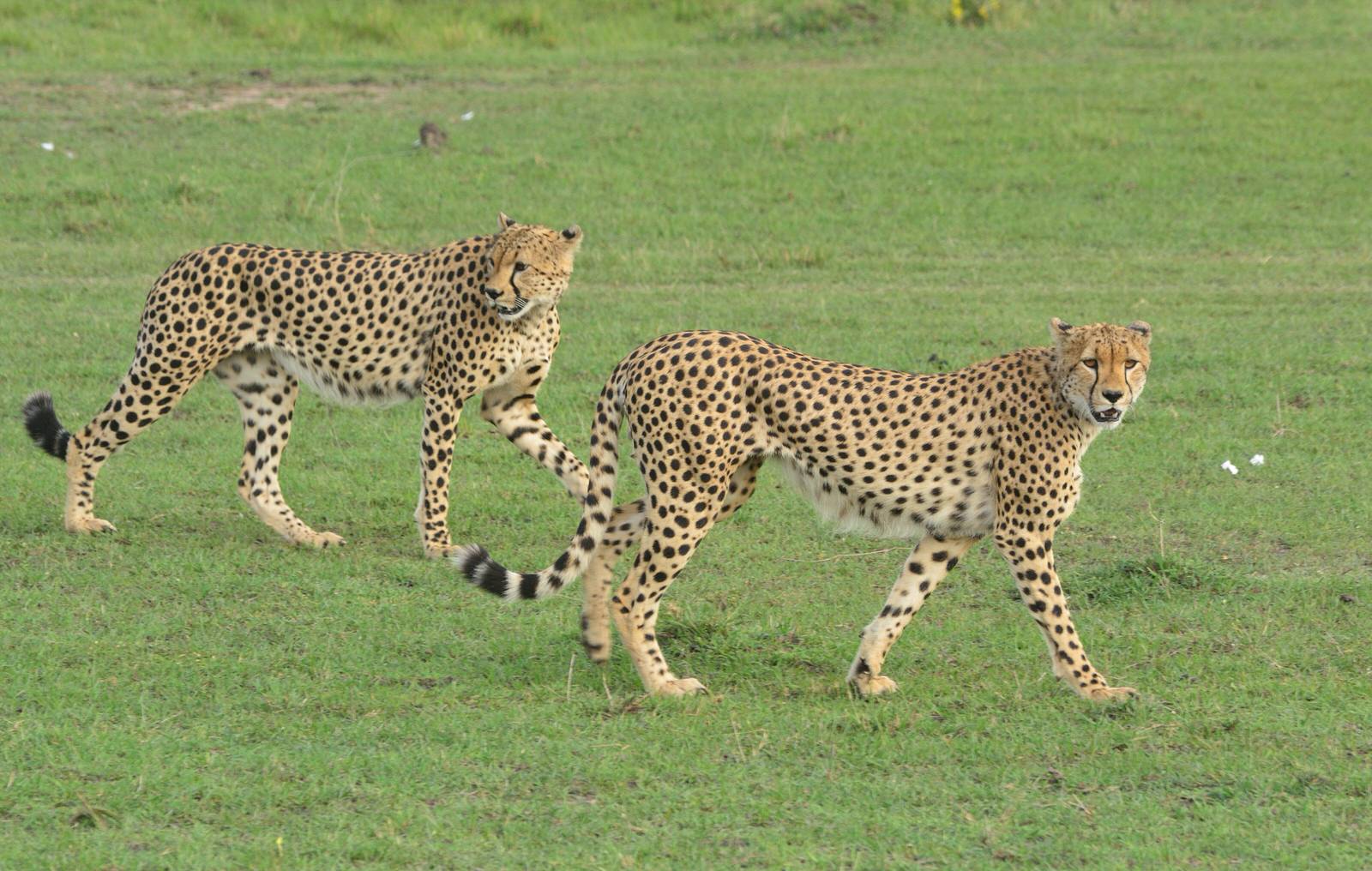 Kenya Wildlife Safari