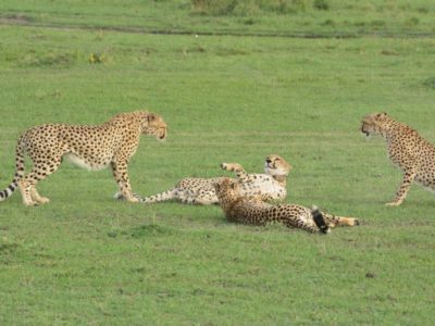 Masai Mara Great Migration Photography Safari
