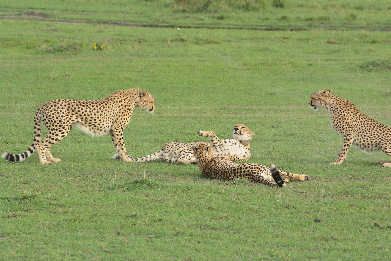 Masai Mara Great Migration Photography Safari