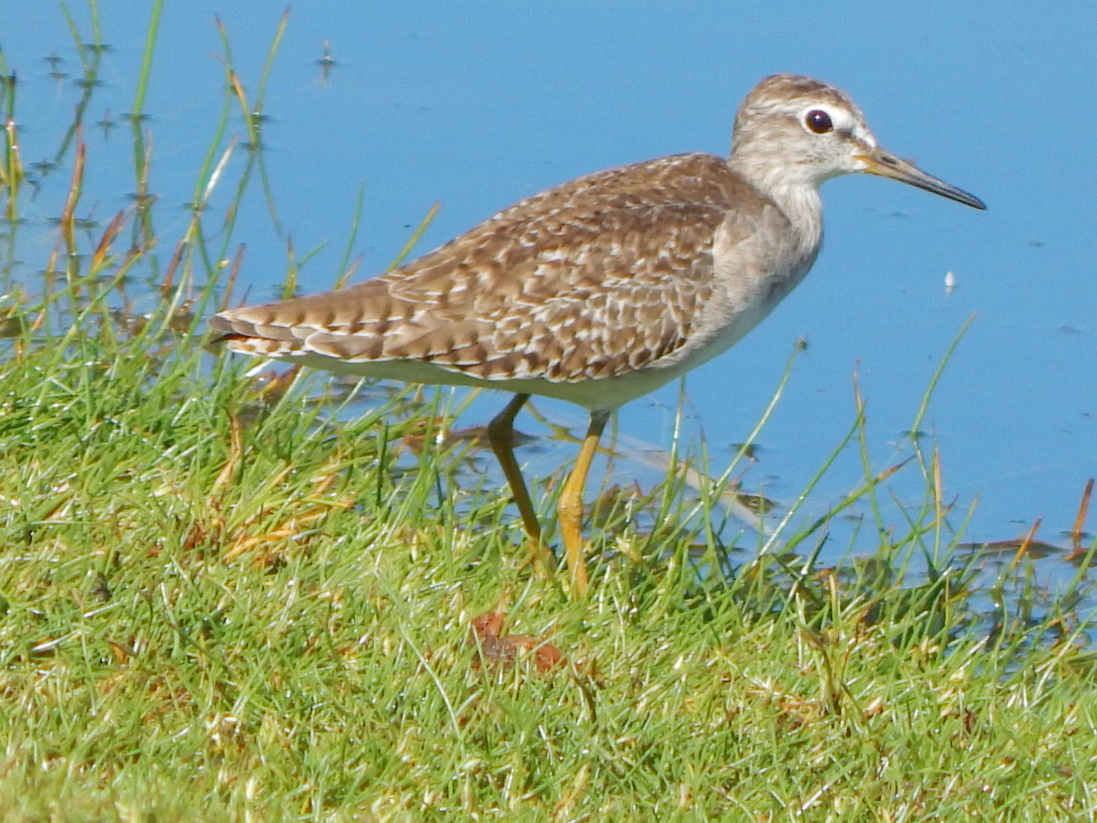 Tanzania Birding Tour
