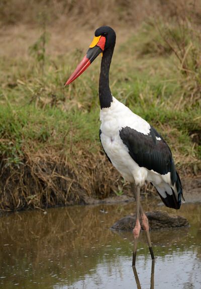 Tanzania Birding Tour