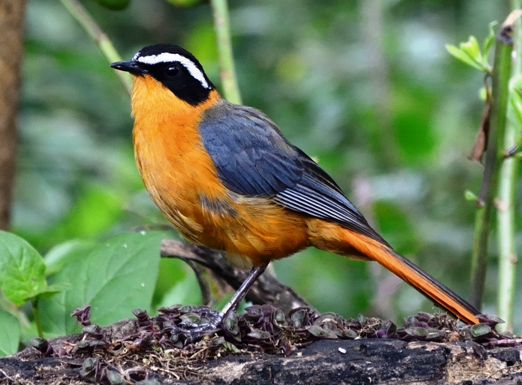 Tanzania Birding Tour