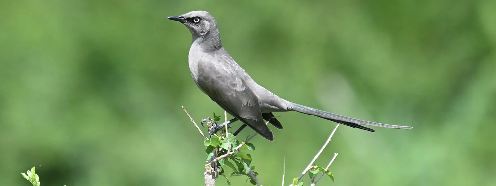 Tanzania Birding Tour