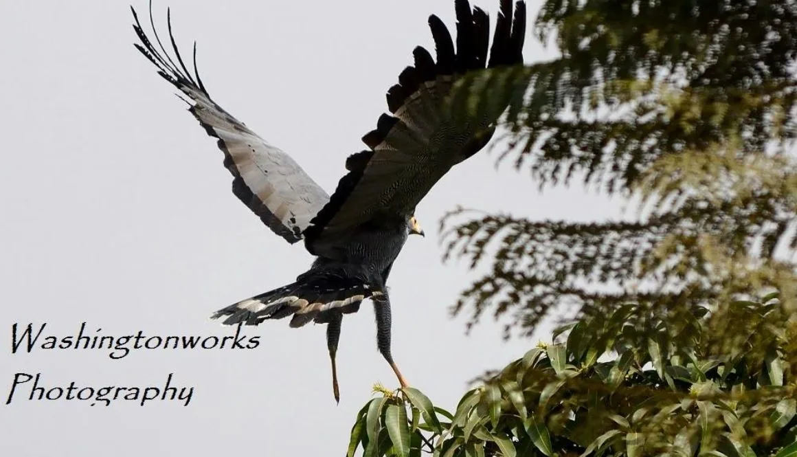 African Harrier-Hawk