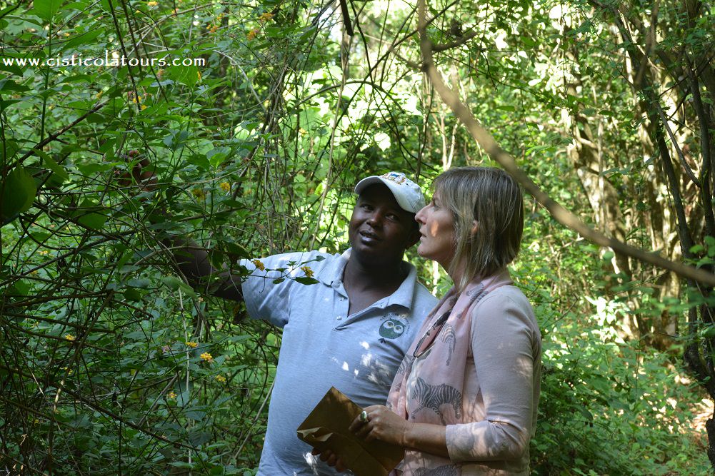 Karen Blixen Museum Tour