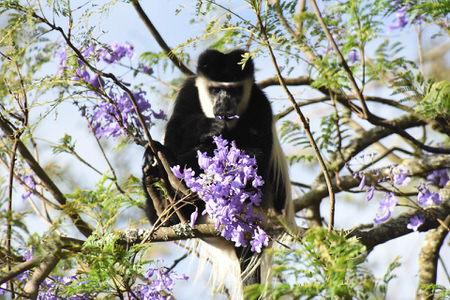 Gatamaiyu Forest and Manguo Swamp Birding Tour