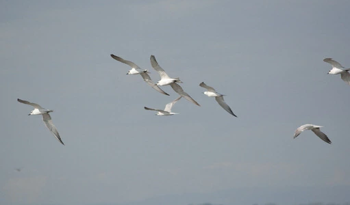 Mida Creek Birding Tour