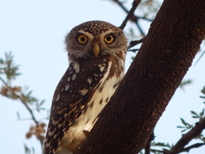 Western Kenya Birding Tour