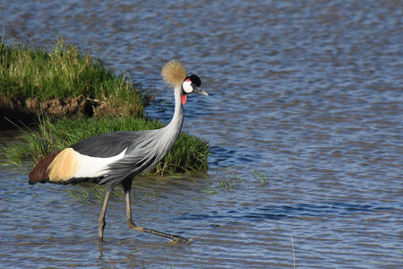 Gatamaiyu Forest and Manguo Swamp Birding Tour