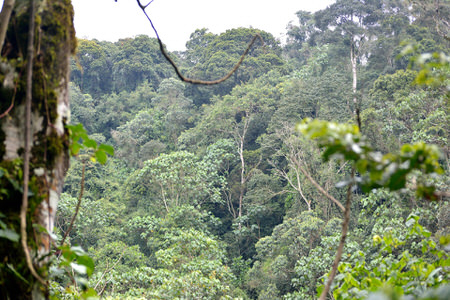 Gatamaiyu Forest and Manguo Swamp Birding Tour