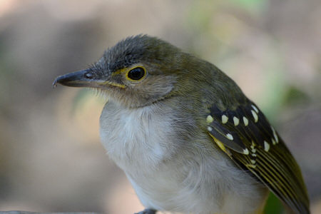 Arabuko Sokoke Forest Birding Tour