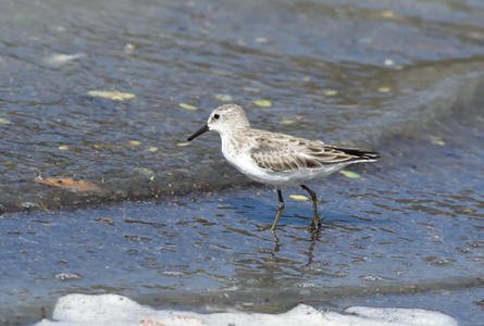Sabaki River Mouth Birding Tour
