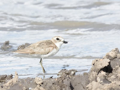 Pemba Island Endemics Birding Tour
