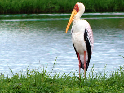 Tanzania Birding Safari