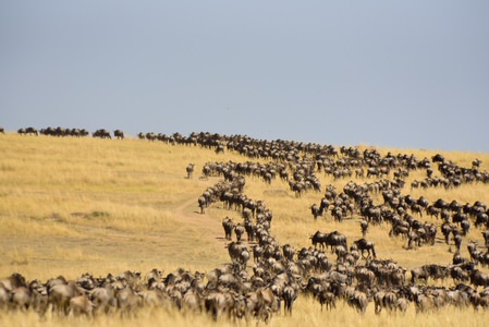 The Masai Mara Wildlife Safari The Masai Mara Wildlife Safari